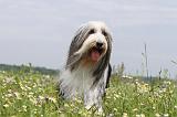 BEARDED COLLIE 061